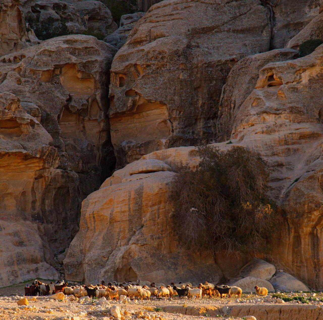 Wadi Rum Al-Omar Hotell Eksteriør bilde